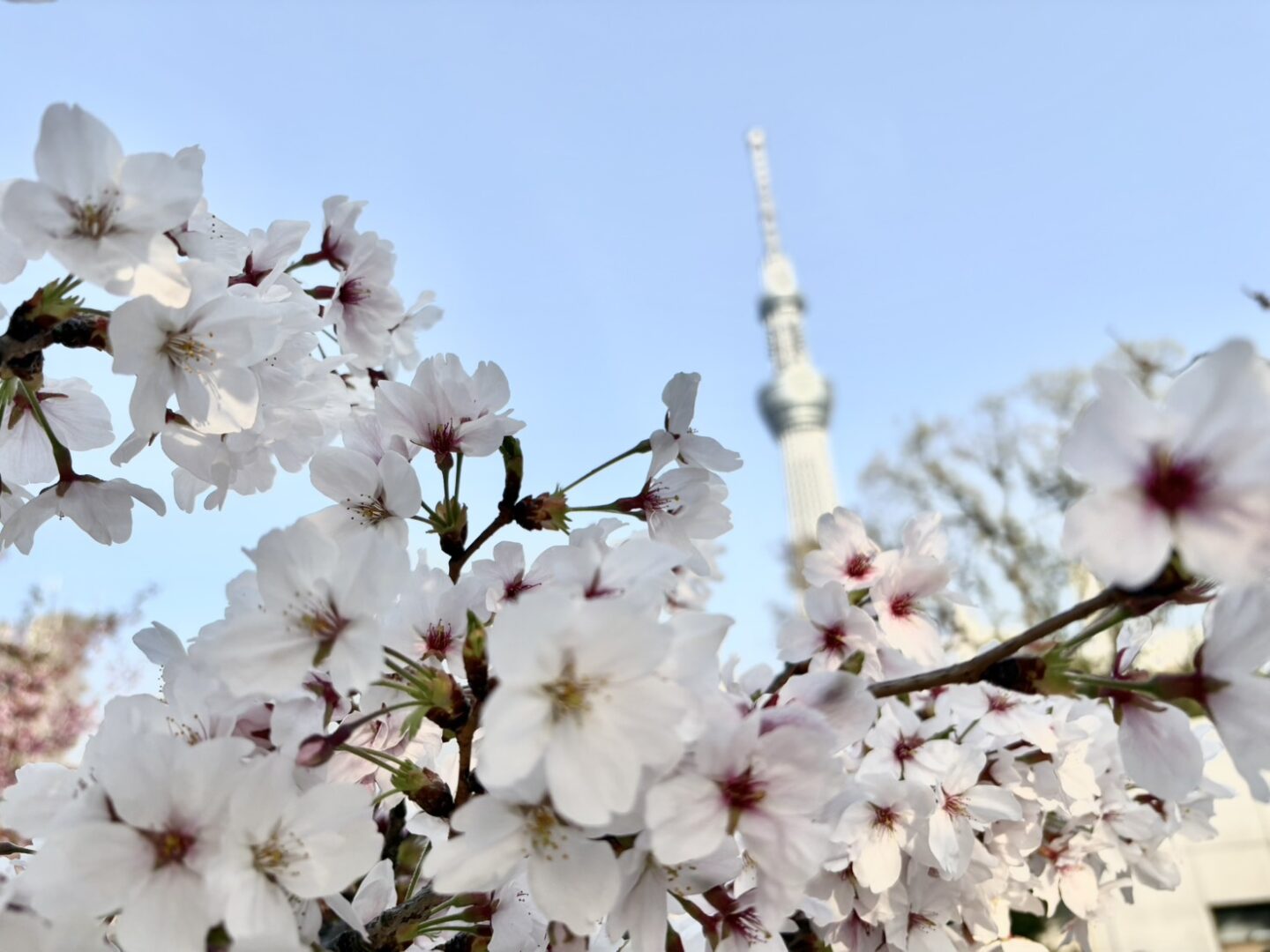 お花見
